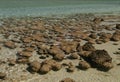 Stromatolite Royalty Free Stock Photo